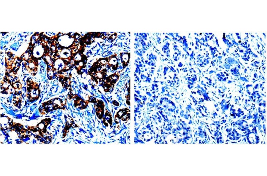 CASP1 Antibody from Signalway Antibody (31012) - Antibodies.com