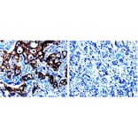 CASP1 Antibody from Signalway Antibody (31012) - Antibodies.com
