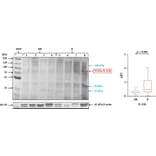 Western Blot - Anti-IL23R Antibody (A48090) - Antibodies.com