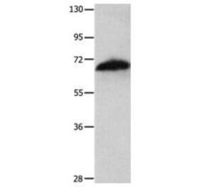 AIFM1 Antibody from Signalway Antibody (31026) - Antibodies.com