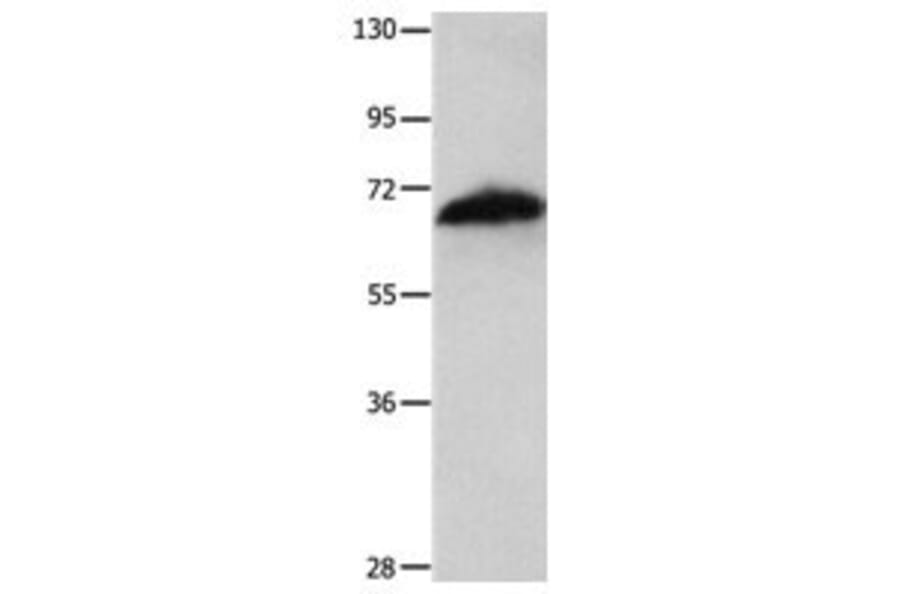 AIFM1 Antibody from Signalway Antibody (31026) - Antibodies.com