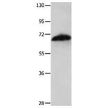 AIFM1 Antibody from Signalway Antibody (31026) - Antibodies.com