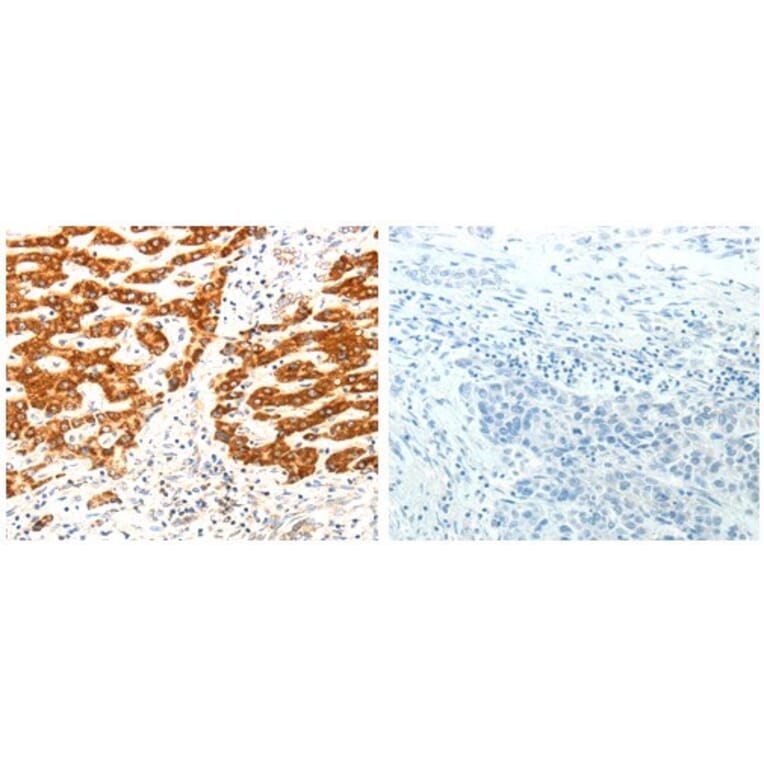 AIFM1 Antibody from Signalway Antibody (31026) - Antibodies.com