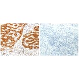 AIFM1 Antibody from Signalway Antibody (31026) - Antibodies.com