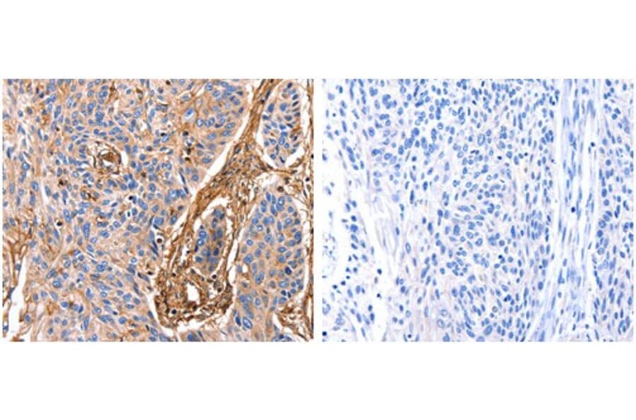 ANXA6 Antibody from Signalway Antibody (31030) - Antibodies.com