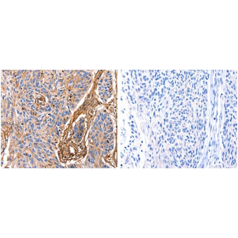 ANXA6 Antibody from Signalway Antibody (31030) - Antibodies.com