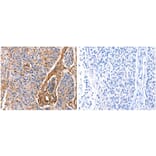 ANXA6 Antibody from Signalway Antibody (31030) - Antibodies.com