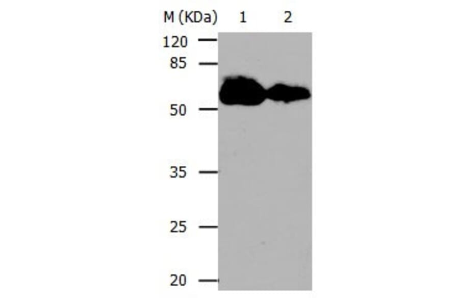 CDC20 Antibody from Signalway Antibody (31052) - Antibodies.com