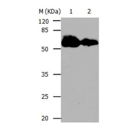 CDC20 Antibody from Signalway Antibody (31052) - Antibodies.com