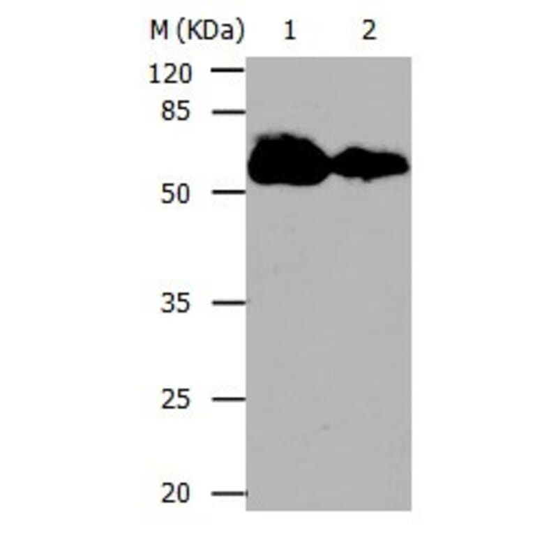 CDC20 Antibody from Signalway Antibody (31052) - Antibodies.com