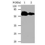 CDC20 Antibody from Signalway Antibody (31052) - Antibodies.com