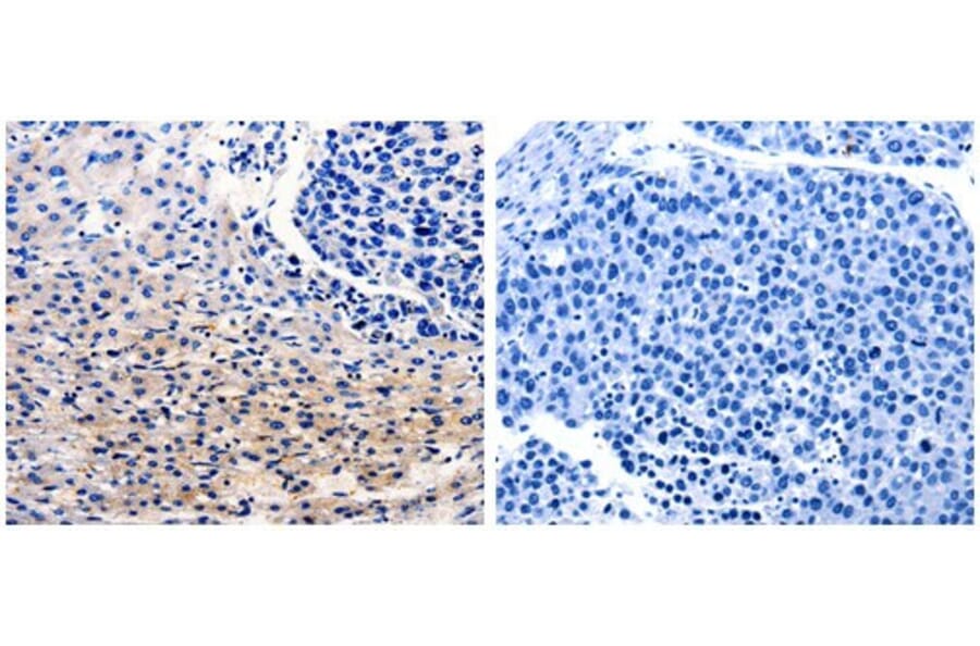 CDC20 Antibody from Signalway Antibody (31052) - Antibodies.com