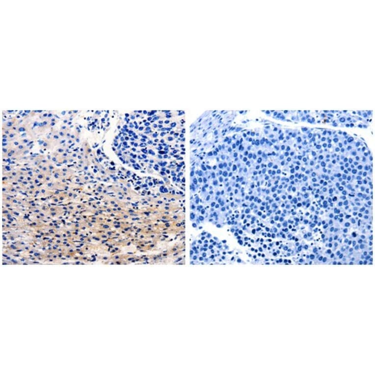 CDC20 Antibody from Signalway Antibody (31052) - Antibodies.com