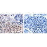 CDC20 Antibody from Signalway Antibody (31052) - Antibodies.com