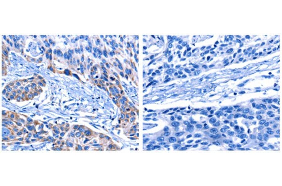 CNGA2 Antibody from Signalway Antibody (31060) - Antibodies.com