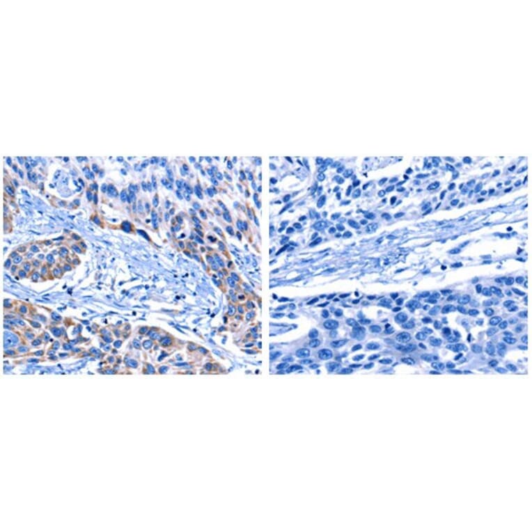 CNGA2 Antibody from Signalway Antibody (31060) - Antibodies.com