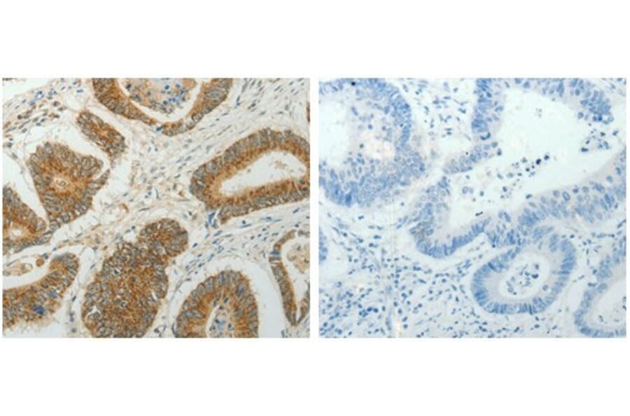 CCND1 Antibody from Signalway Antibody (31064) - Antibodies.com