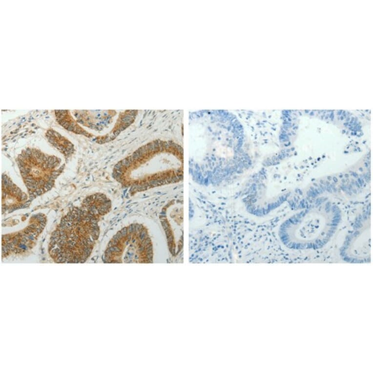 CCND1 Antibody from Signalway Antibody (31064) - Antibodies.com
