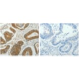 CCND1 Antibody from Signalway Antibody (31064) - Antibodies.com