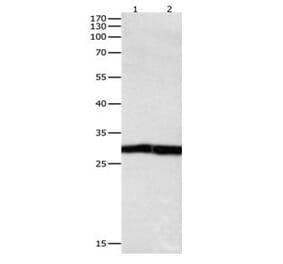 DUSP6 Antibody from Signalway Antibody (31069) - Antibodies.com