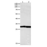 DUSP6 Antibody from Signalway Antibody (31069) - Antibodies.com