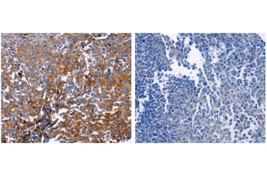 DUSP6 Antibody from Signalway Antibody (31069) - Antibodies.com