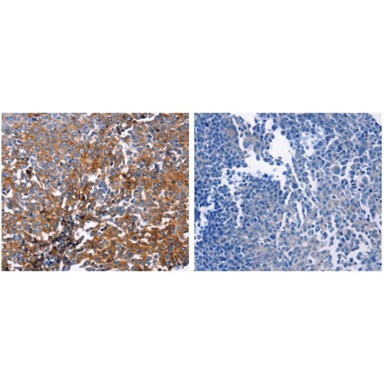 DUSP6 Antibody from Signalway Antibody (31069) - Antibodies.com
