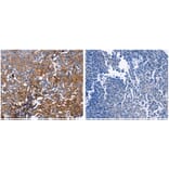 DUSP6 Antibody from Signalway Antibody (31069) - Antibodies.com