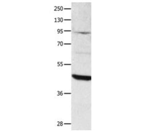 DUSP4 Antibody from Signalway Antibody (31070) - Antibodies.com