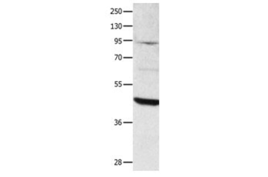 DUSP4 Antibody from Signalway Antibody (31070) - Antibodies.com