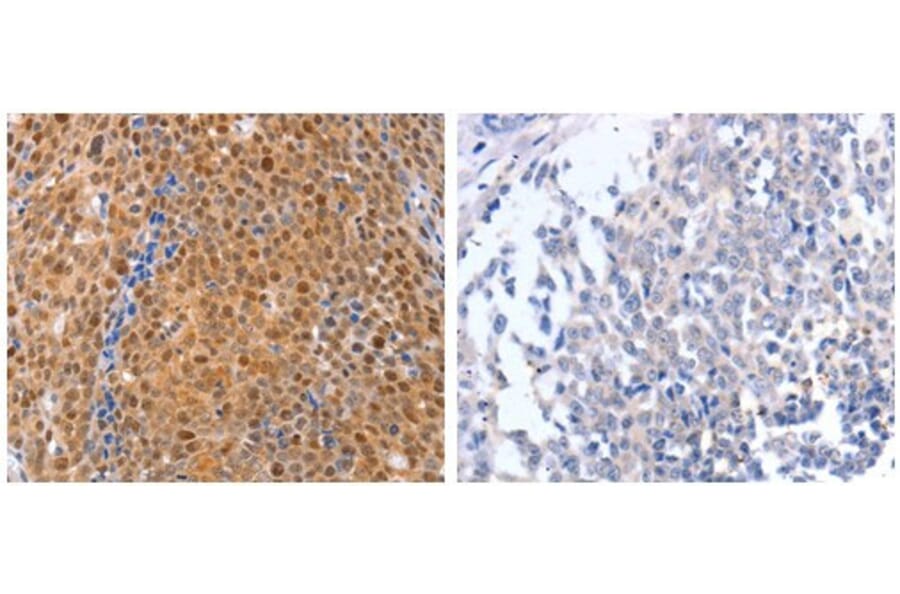 DUSP4 Antibody from Signalway Antibody (31070) - Antibodies.com