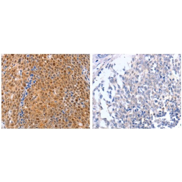 DUSP4 Antibody from Signalway Antibody (31070) - Antibodies.com