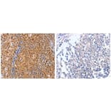 DUSP4 Antibody from Signalway Antibody (31070) - Antibodies.com