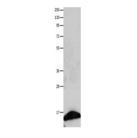 FABP7 Antibody from Signalway Antibody (31071) - Antibodies.com