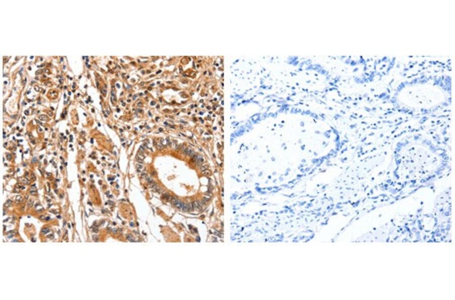 FABP7 Antibody from Signalway Antibody (31071) - Antibodies.com