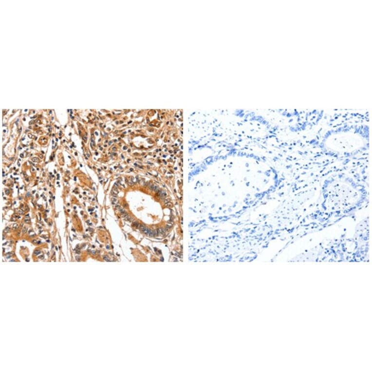 FABP7 Antibody from Signalway Antibody (31071) - Antibodies.com