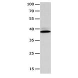 CFHR1 Antibody from Signalway Antibody (31079) - Antibodies.com