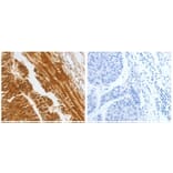 CFHR1 Antibody from Signalway Antibody (31079) - Antibodies.com