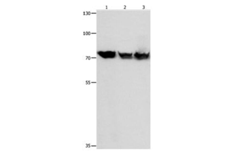 TRAP1 Antibody from Signalway Antibody (31085) - Antibodies.com