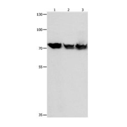 TRAP1 Antibody from Signalway Antibody (31085) - Antibodies.com