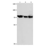 TRAP1 Antibody from Signalway Antibody (31085) - Antibodies.com