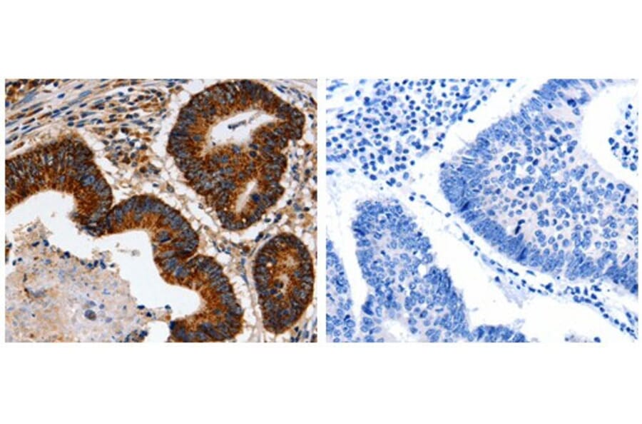 TRAP1 Antibody from Signalway Antibody (31085) - Antibodies.com