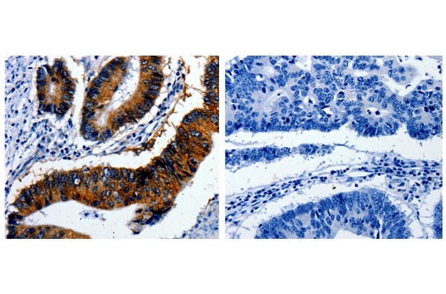 BIRC7 Antibody from Signalway Antibody (31094) - Antibodies.com