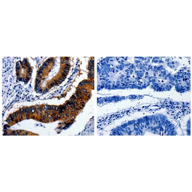BIRC7 Antibody from Signalway Antibody (31094) - Antibodies.com