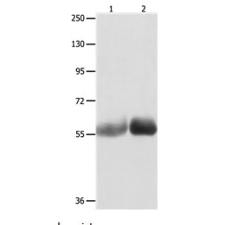 MUTYH Antibody from Signalway Antibody (31101) - Antibodies.com