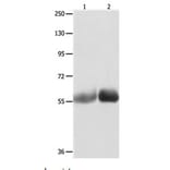 MUTYH Antibody from Signalway Antibody (31101) - Antibodies.com