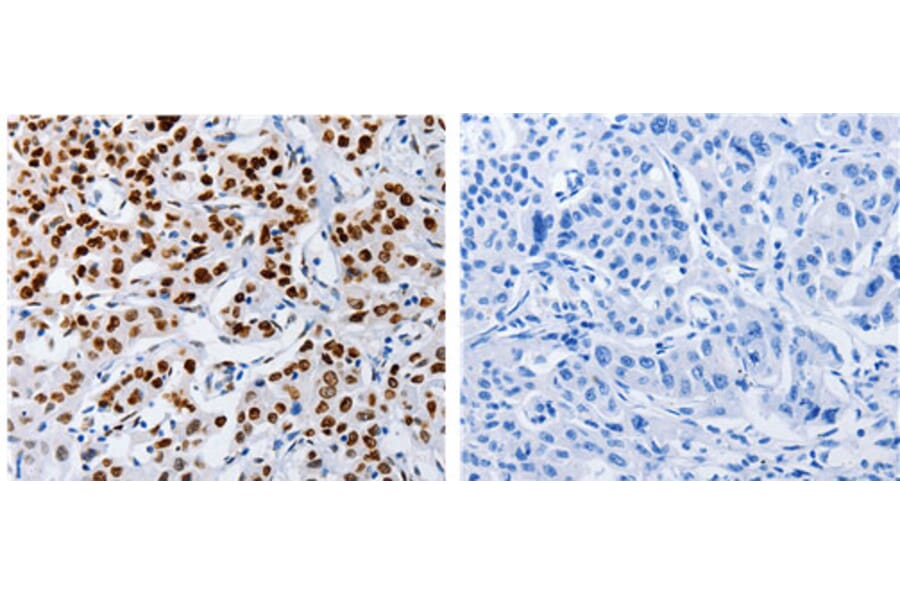 MUTYH Antibody from Signalway Antibody (31101) - Antibodies.com