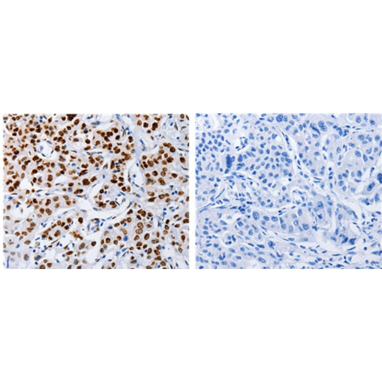 MUTYH Antibody from Signalway Antibody (31101) - Antibodies.com