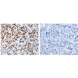 MUTYH Antibody from Signalway Antibody (31101) - Antibodies.com