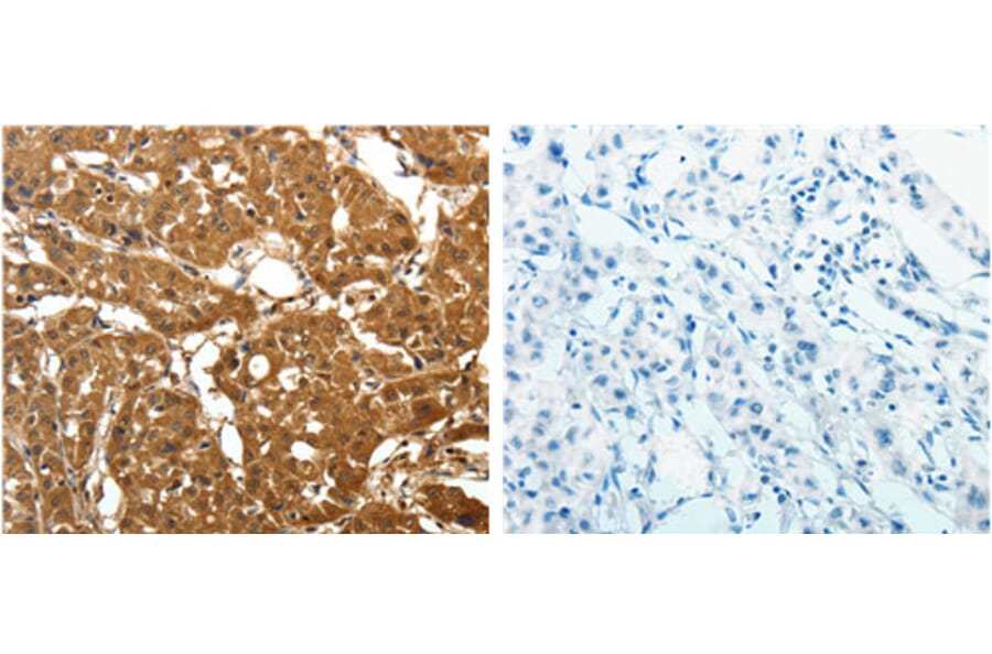 PARK7 Antibody from Signalway Antibody (31108) - Antibodies.com